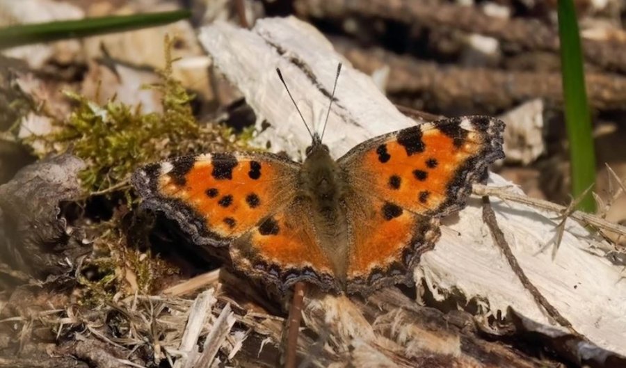 Flutura e konsideruar e zhdukur prej 30 vjetësh shfaqet sërish