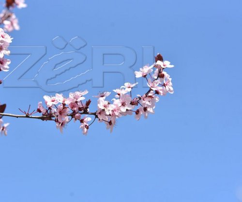 Parashikimi i motit për sot