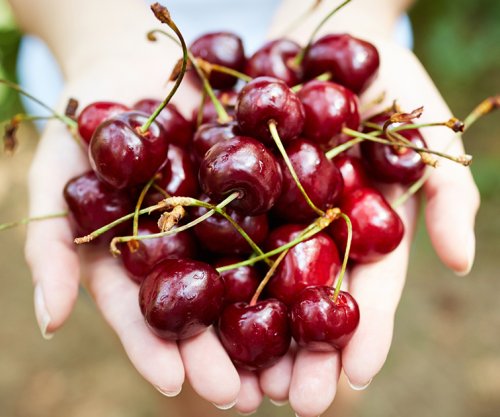 Shtatë arsye që të hani sa më shumë qershi