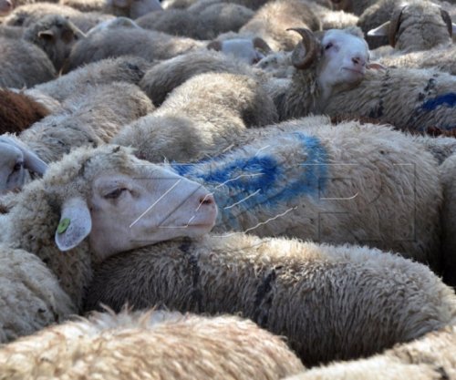 Rritet sërish çmimi për kurban në Kosovë