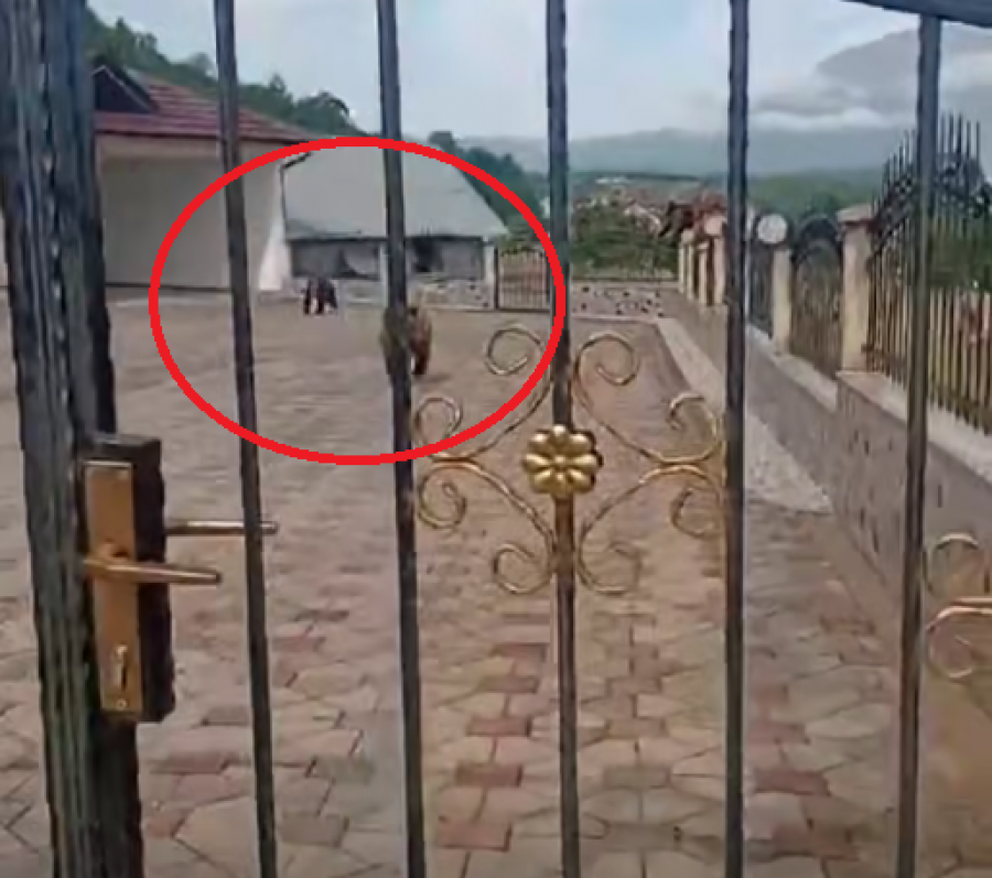 Tre arinj hyjnë në oborrin e një familjeje në Hoçë të Prizrenit
