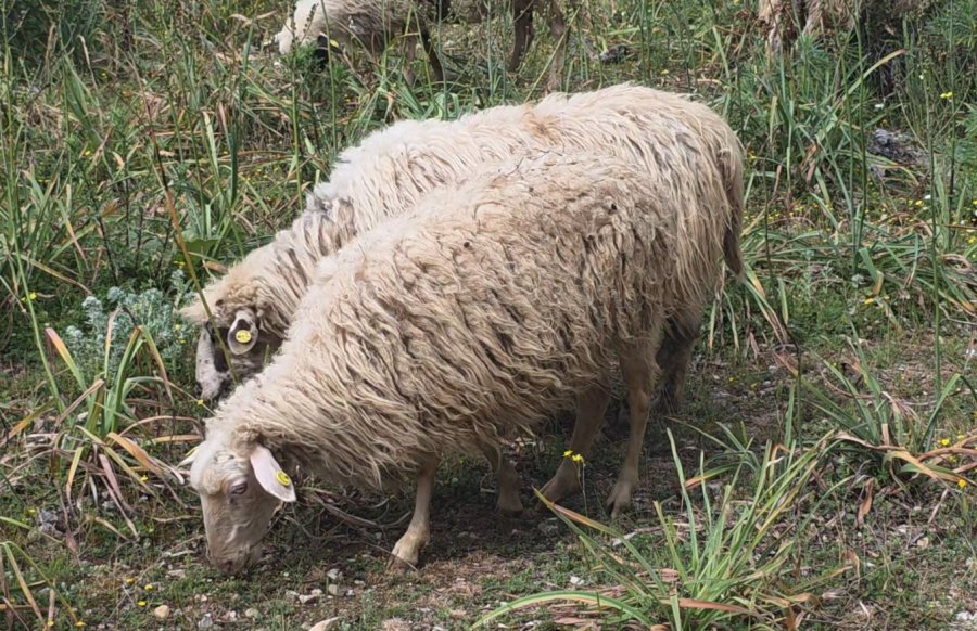 Rikthehet murtaja e bagëtive të imëta në Shkodër të Shqipërisë