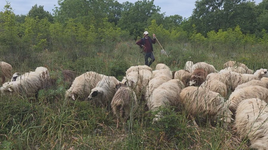 Asgjësohen 190 krerë, shtohet numri i bagëtive me murtajë në Shkodër