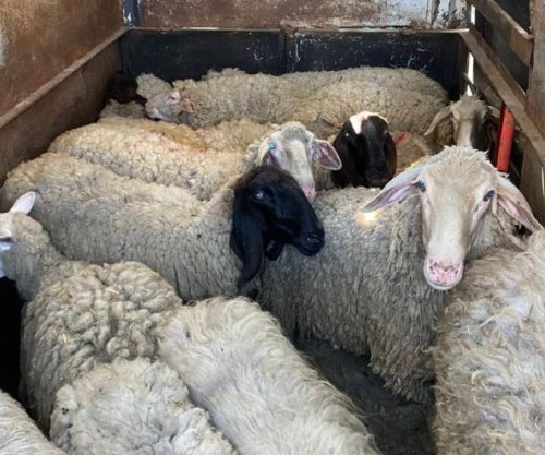 Lija e deleve shkakton dëme të mëdha materiale tek blegtorët në Maqedoninë e Veriut