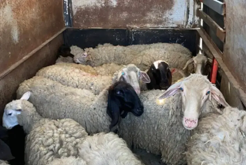 Kontrabanduan 30 dele nga Serbia, një i dyshuar largohet e tjetri arrestohet