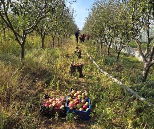 Të burgosurit angazhohen në bujqësi, nis vjelja e mollëve dhe nxjerrja e patateve në Smrekonicë