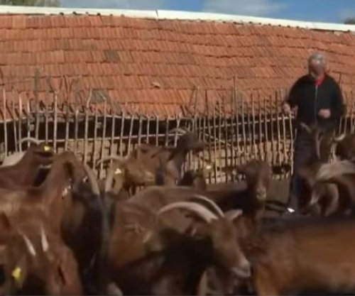 Cakolli: Mbarështimi i dhive dhe i deleve është fitimprurës