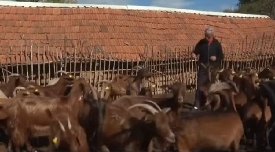 Cakolli: Mbarështimi i dhive dhe i deleve është fitimprurës