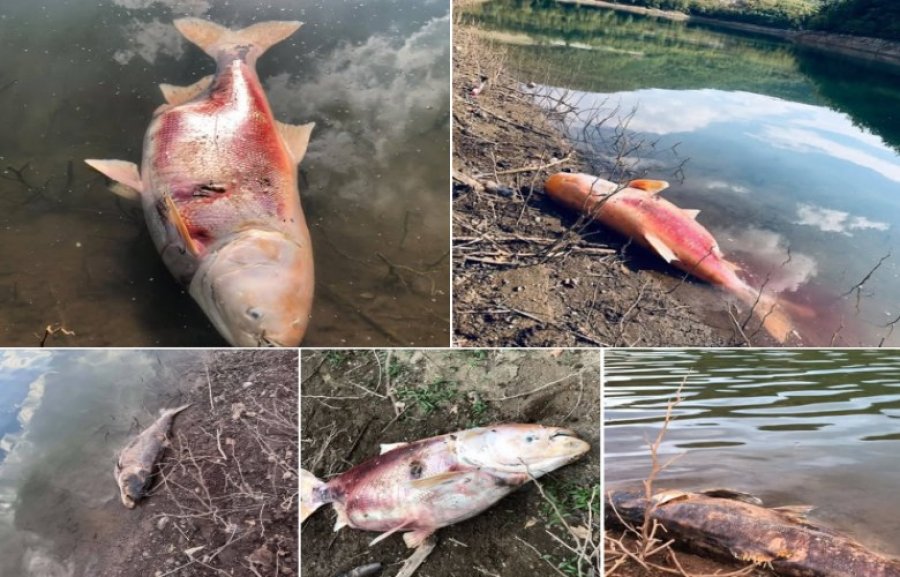 Ngordhin peshq të mëdhenj në liqenin e Badocit, peshkatarët kërkojnë verifikim të ujit